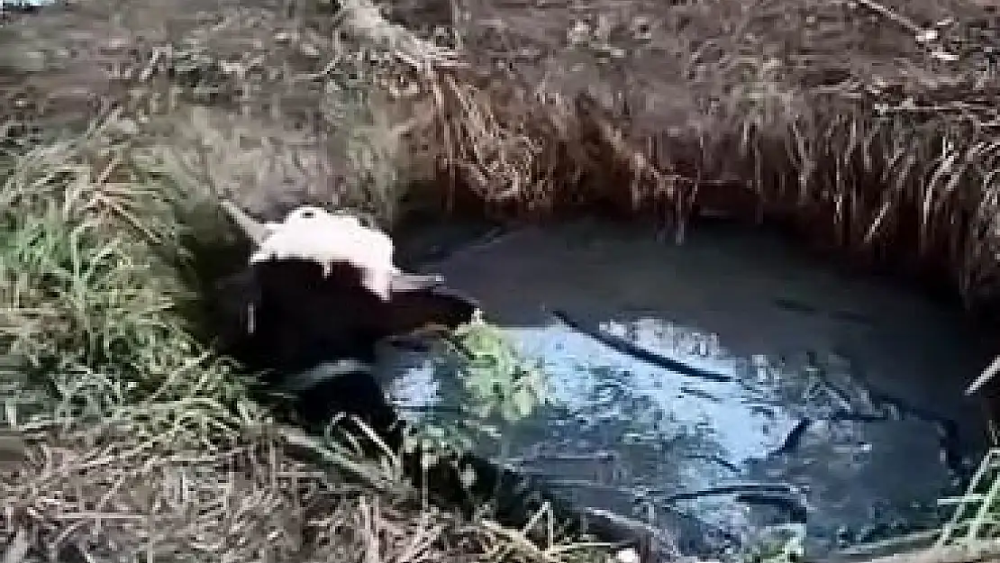 1 gün boyunca kuyuda mahsur kalan ineği kurtardılar