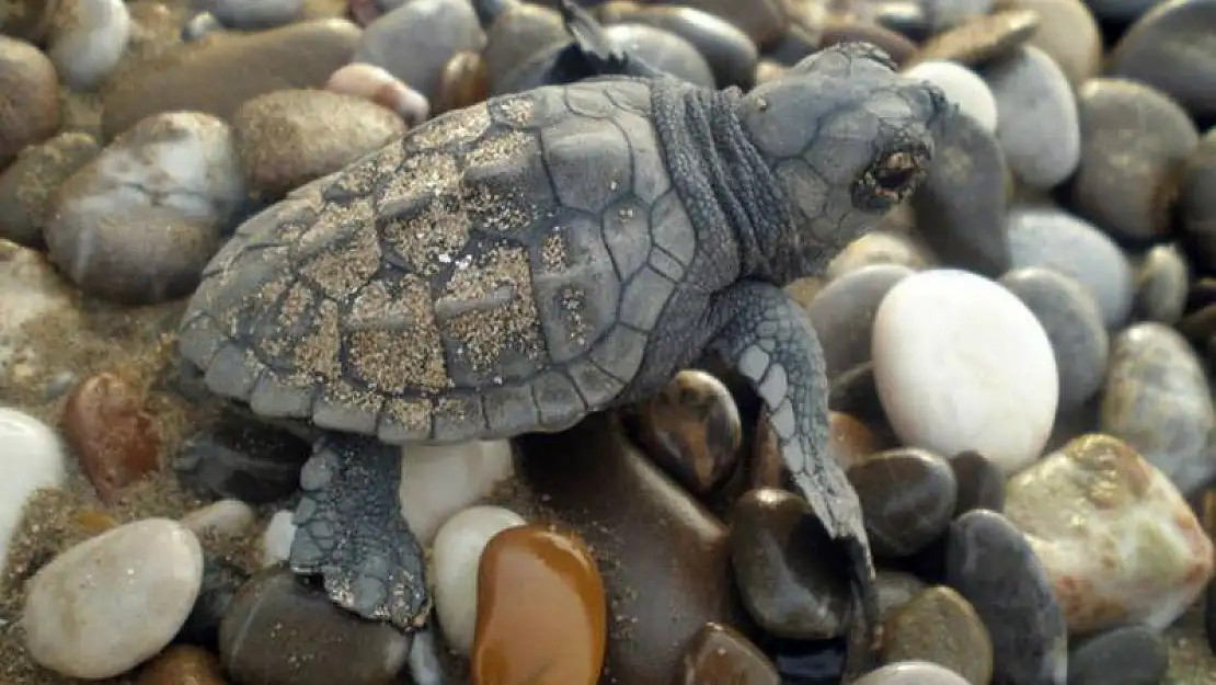 100 caretta caretta göç etmiyor, Dalyan'da kışlıyor