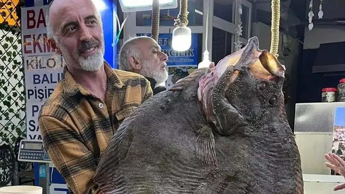 12 kilogramlık kalkan balığı 14 bin 500 liradan alıcı buldu