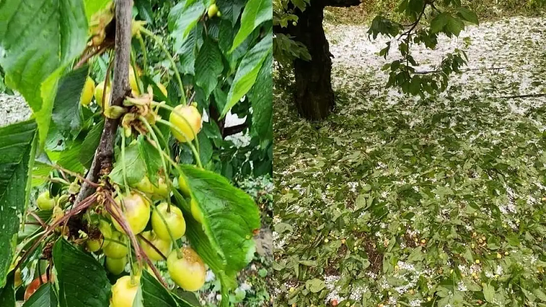 2 gün önce dolunun vurduğu Honaz'da kiraz üreticisinin dertli