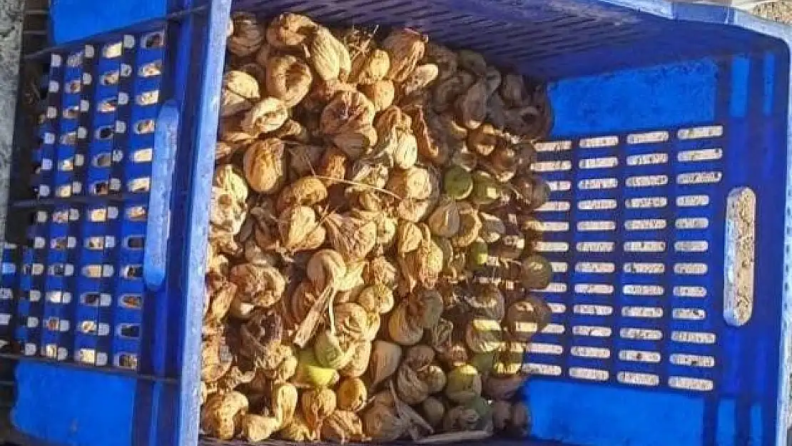 20 kilo ile yakalandı