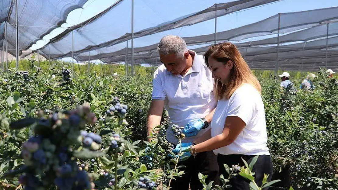 25 yıllık öğretmen çiftçi oldu