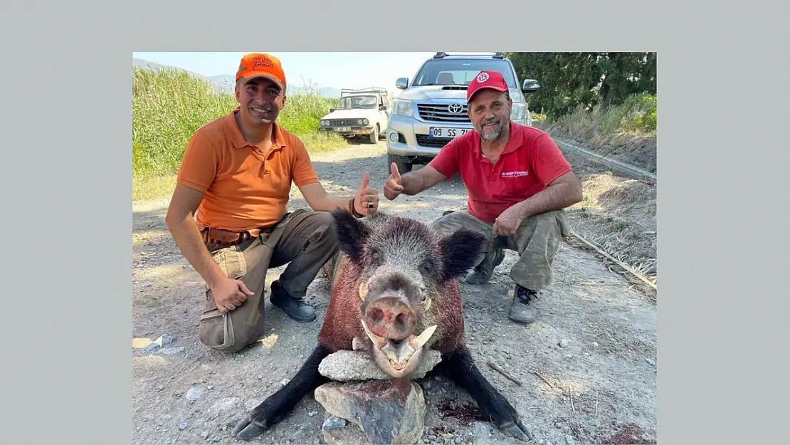 250 kiloluk domuz öldürüldü