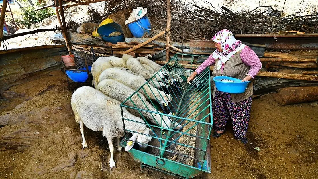 3 koyunda 48 koyunluk sürü elde etti