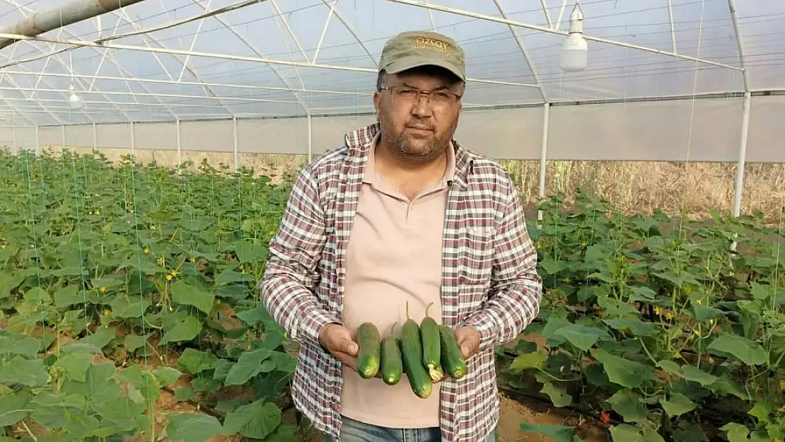 600 metrekarelik serada yılda iki ürün alıyor