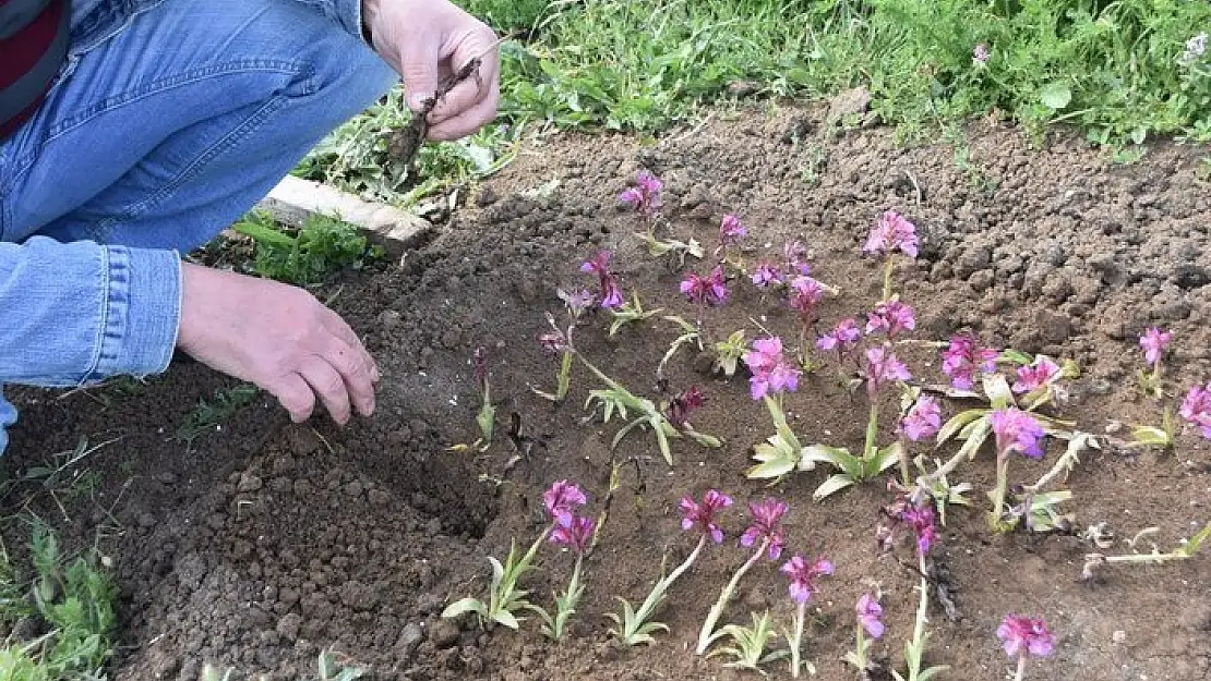 700 adet salep dikimi yapıldı