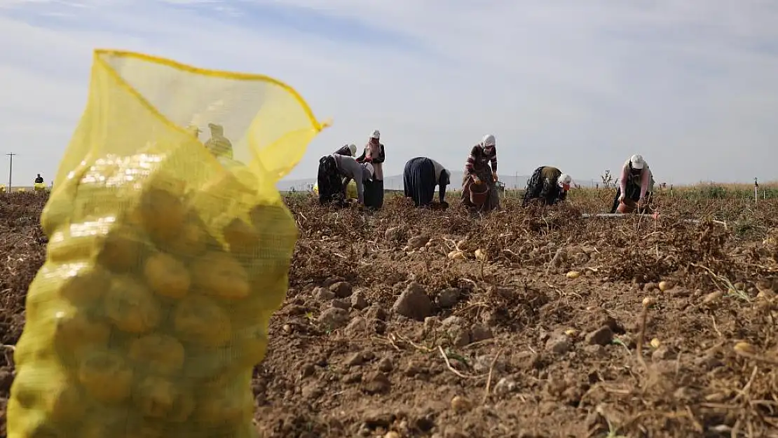 800 nüfuslu köyde yılda 10 bin ton patates üretiliyor