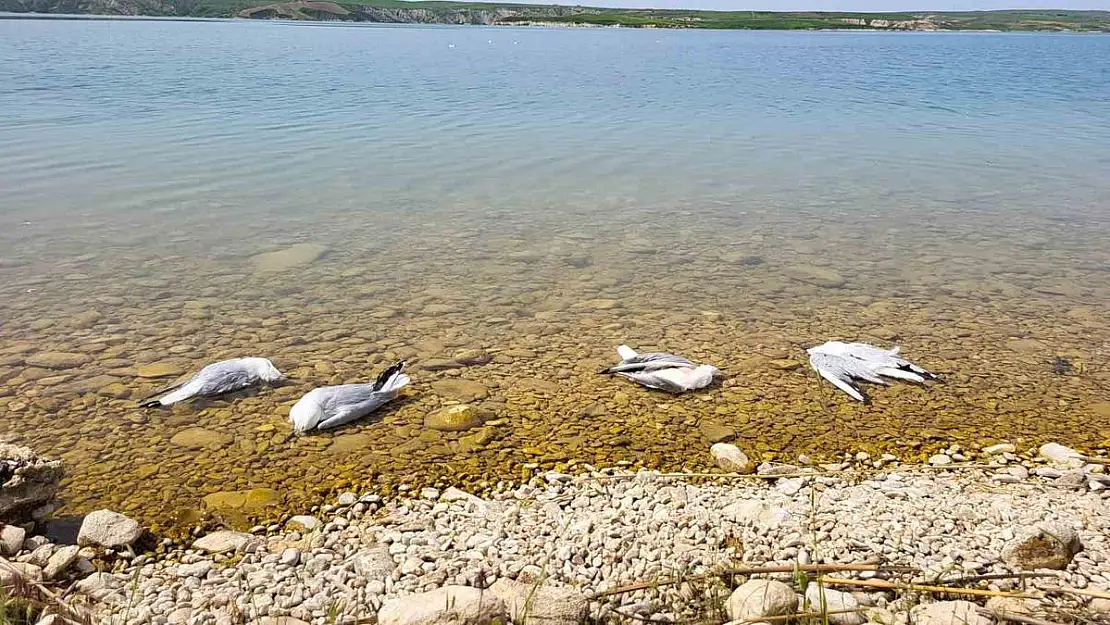 Adıyaman'da martıların sır ölümü!