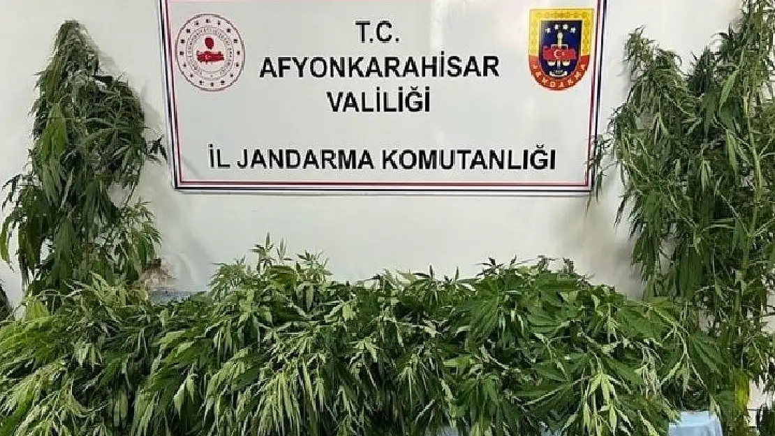 Afyon’da jandarma 160 kök kenevir ele geçirdi