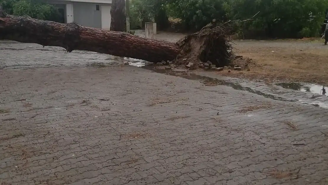 Ağaç devrildi seferler durdu