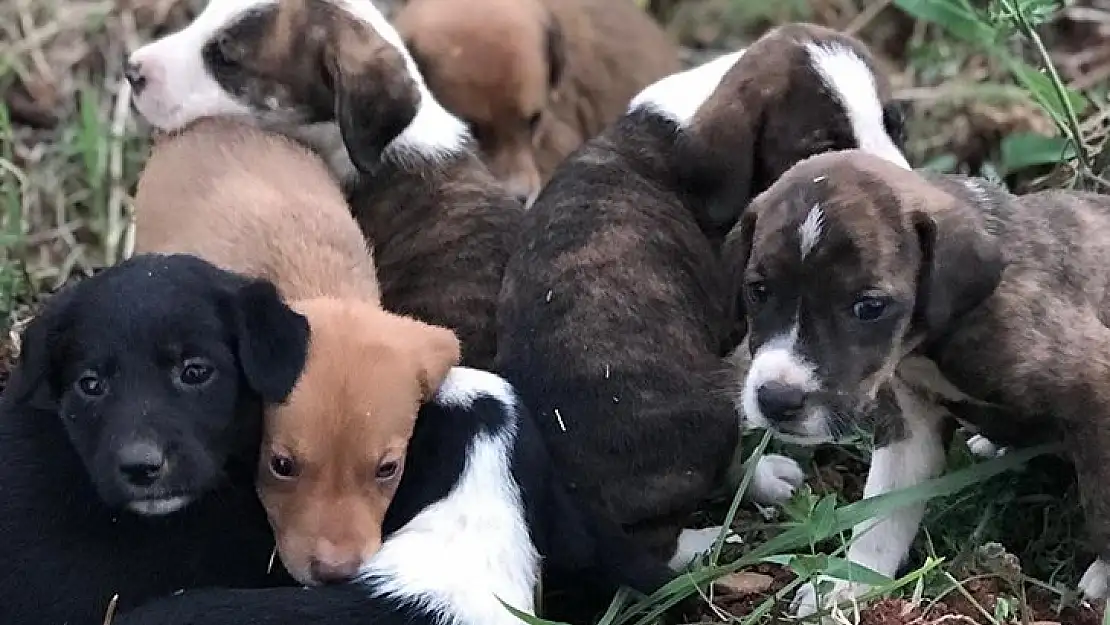 Ağzı bağlı çuvaldan 11 yavru köpek çıktı