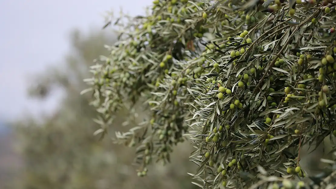 Aliağa'da Zeytin Hasadı Şenliği heyecanı başlıyor 