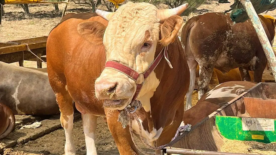 Aliağa’da kurban kesim ücretleri duyuruldu