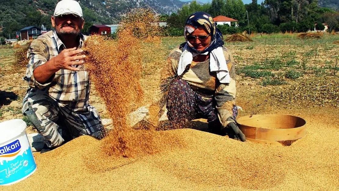 ‘Altın susam’ hasadı başladı: En büyük pazar Japonya