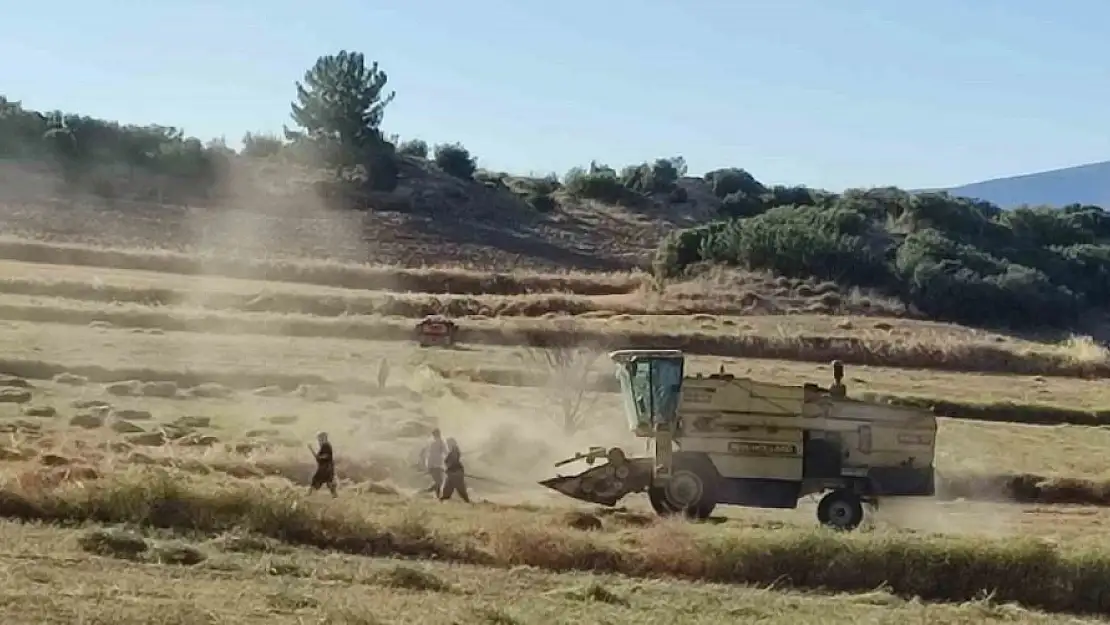 Anasonuyla ünlü Çal’da hasat sona erdi