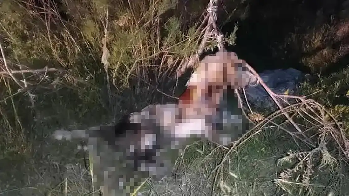 Ankara'da vahşet! 17 köpek ağaca asılmış halde bulundu