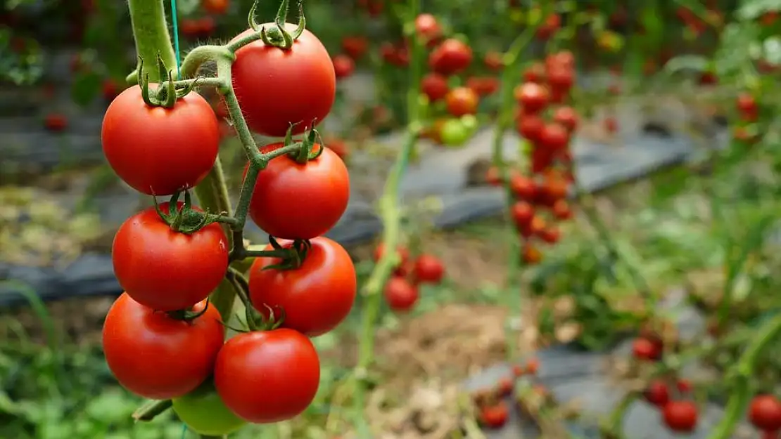 Antalya'nın domates üretiminde tehlikeli düşüş