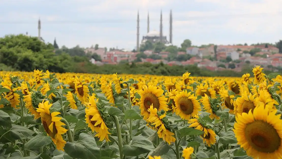 Aşırı sıcaklar ve kuraklık ayçiçeğini vurdu