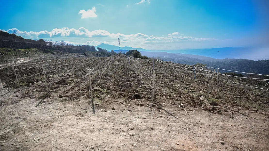 Asırlık lezzet geri dönüyor | İlk fidanlar toprakla buluştu