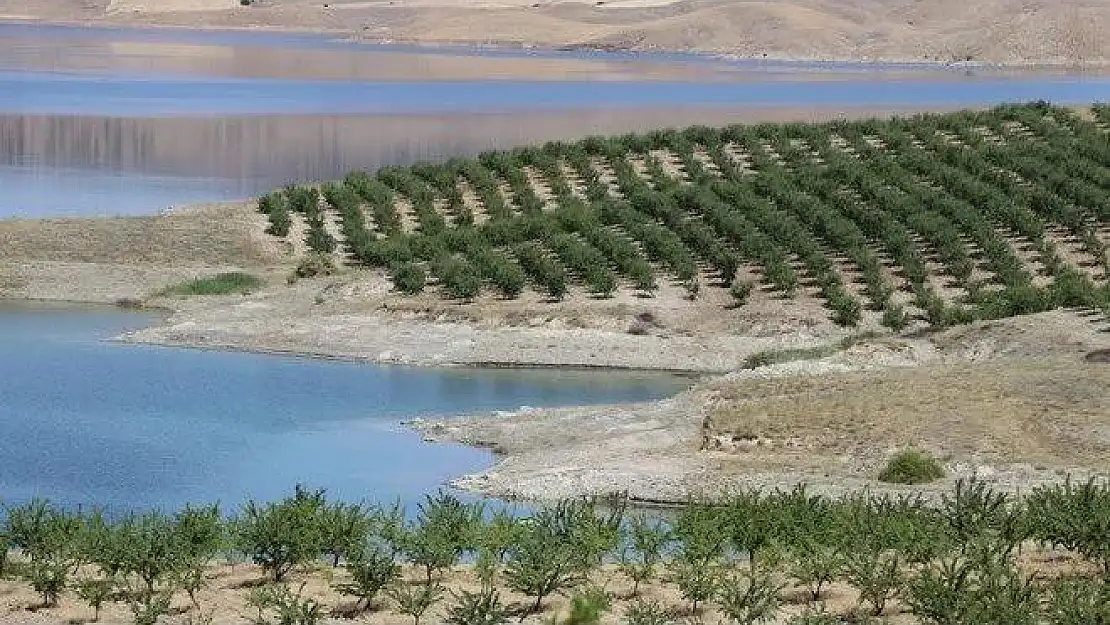 Atıl araziyi bademliğe çevirdi