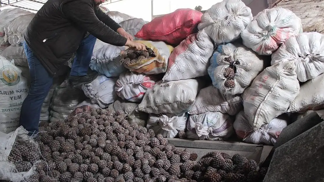 Aydın'da çam fıstığı mesaisi başladı