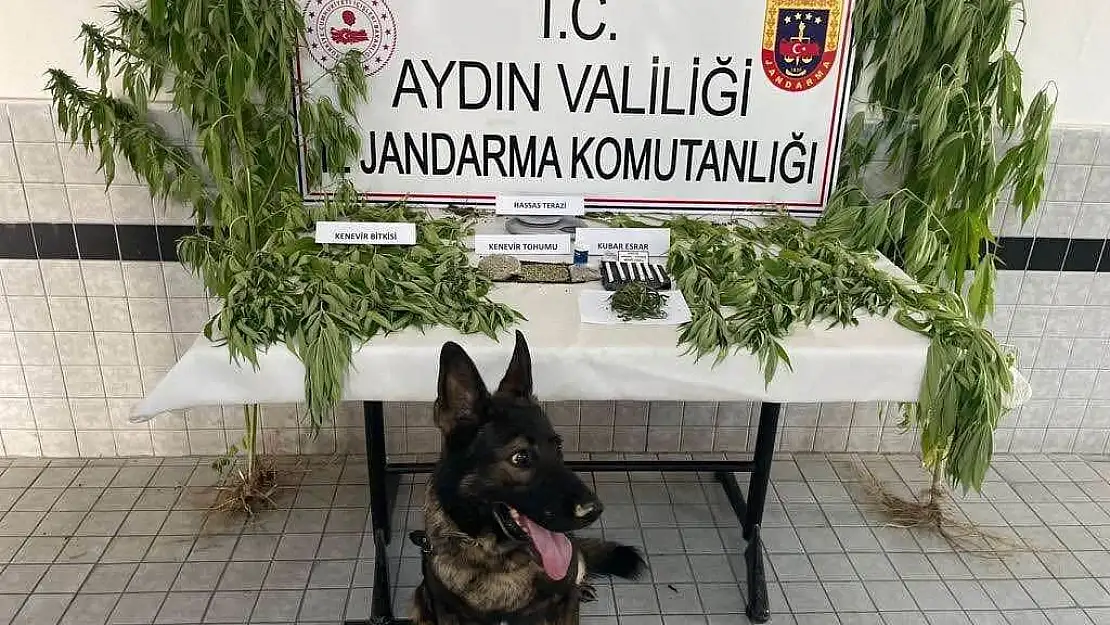 Aydın’da jandarmadan uyuşturucuya geçit yok