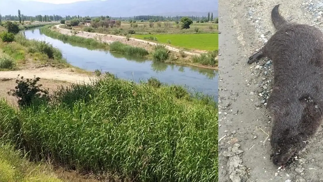 Aydın'da nesli tehlike altında olan su samuru, Bozdoğan yolunda ölü bulundu