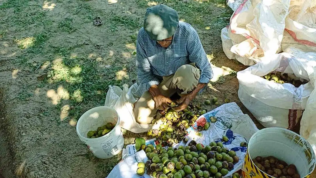 Aydın'da üreticiler ceviz hasadına başladı