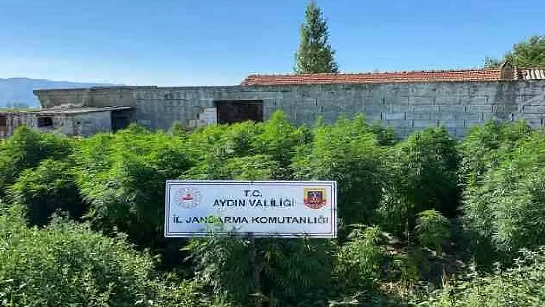 Aydın’da uyuşturucu çiftliğine operasyon