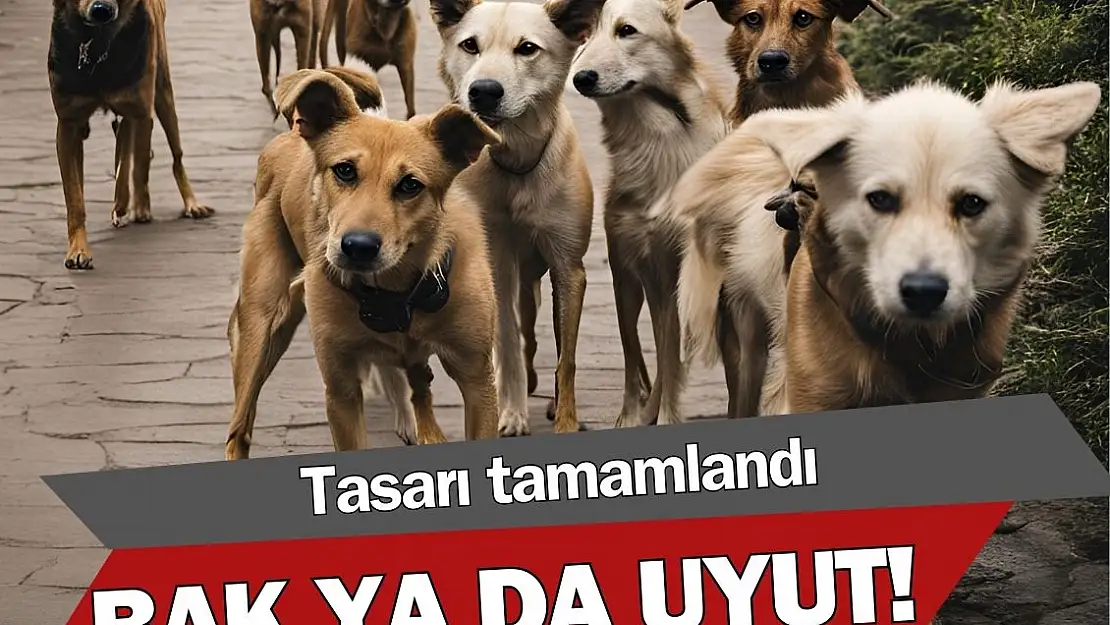 Başıboş sokak köpekleri düzenlemesi tamam gibi…