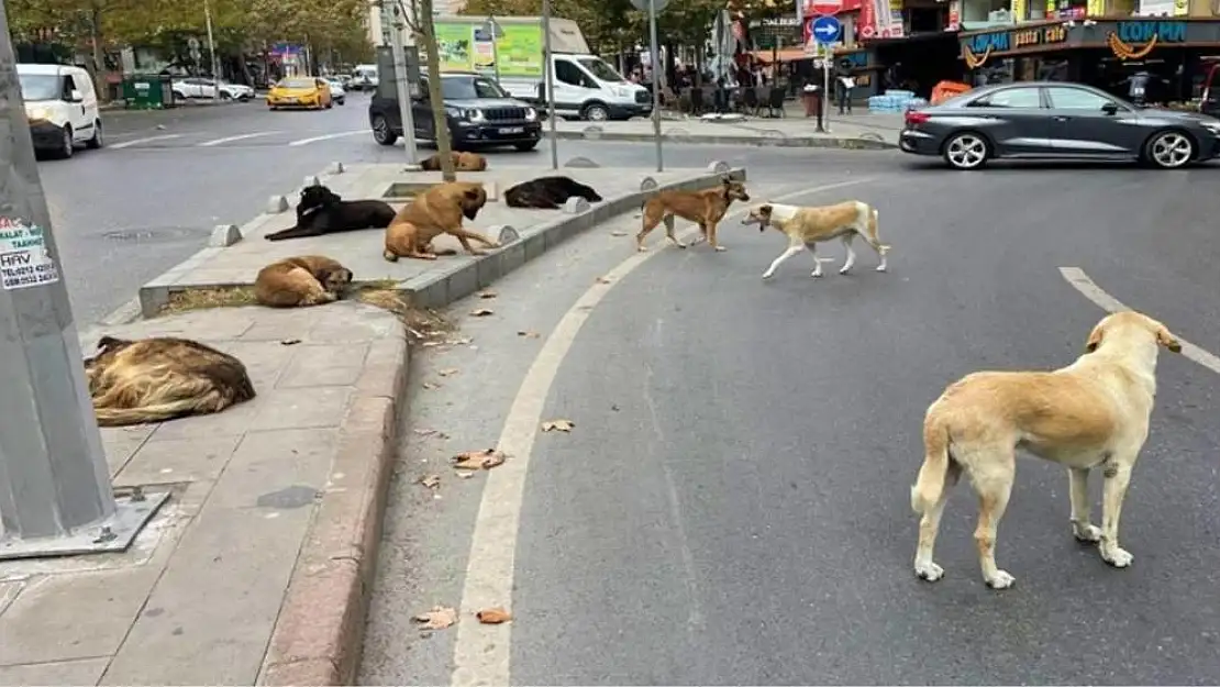 Başıboş sokak köpekleri yasası komisyondan geçti