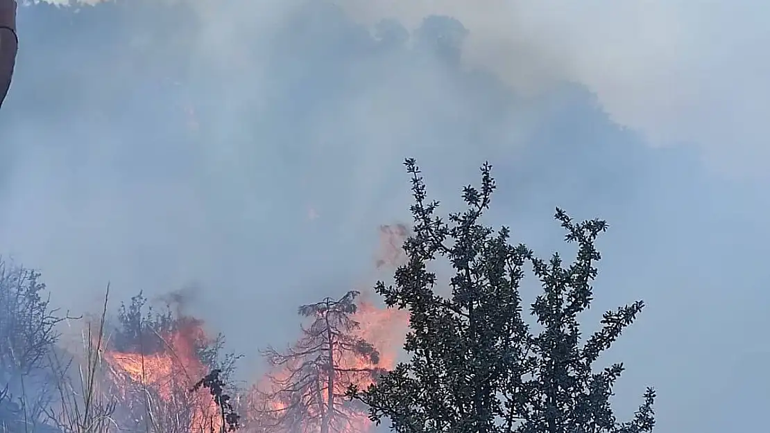 Başkentte orman yangını