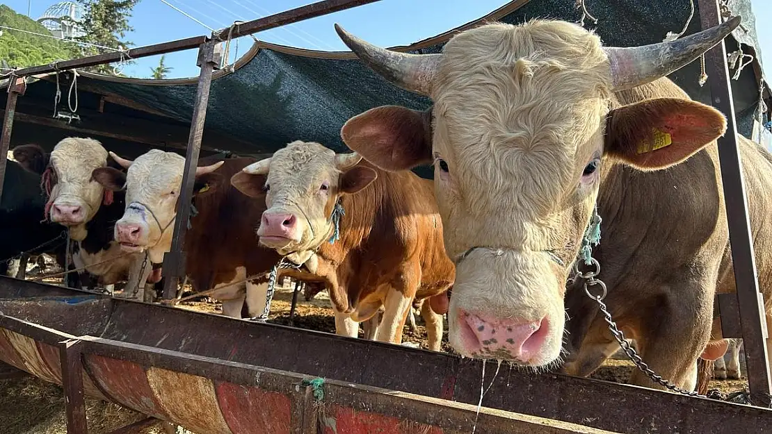 Bayraklı’da Kurban Bayramı hareketliliği