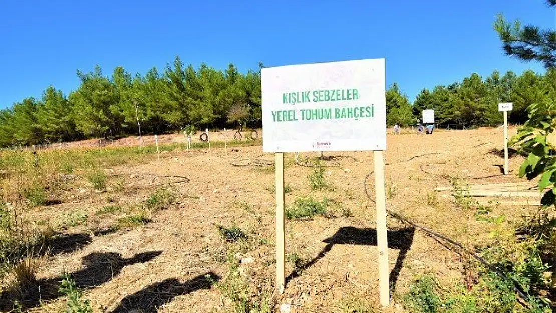 Belediyeden kışlık sebze tohumları