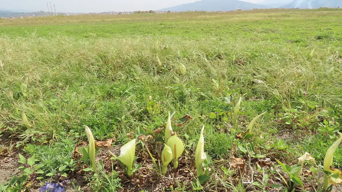 Bilim dünyasında ses getirdi: Milleyha'da keşif! Yeni bir Yılanyastığı türü bulundu