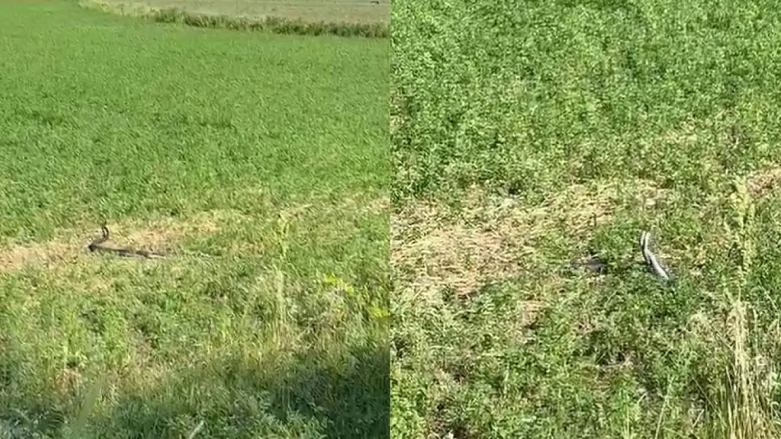 Bingöl'de 2 metrelik yılanların çiftleşme dansı kamerada