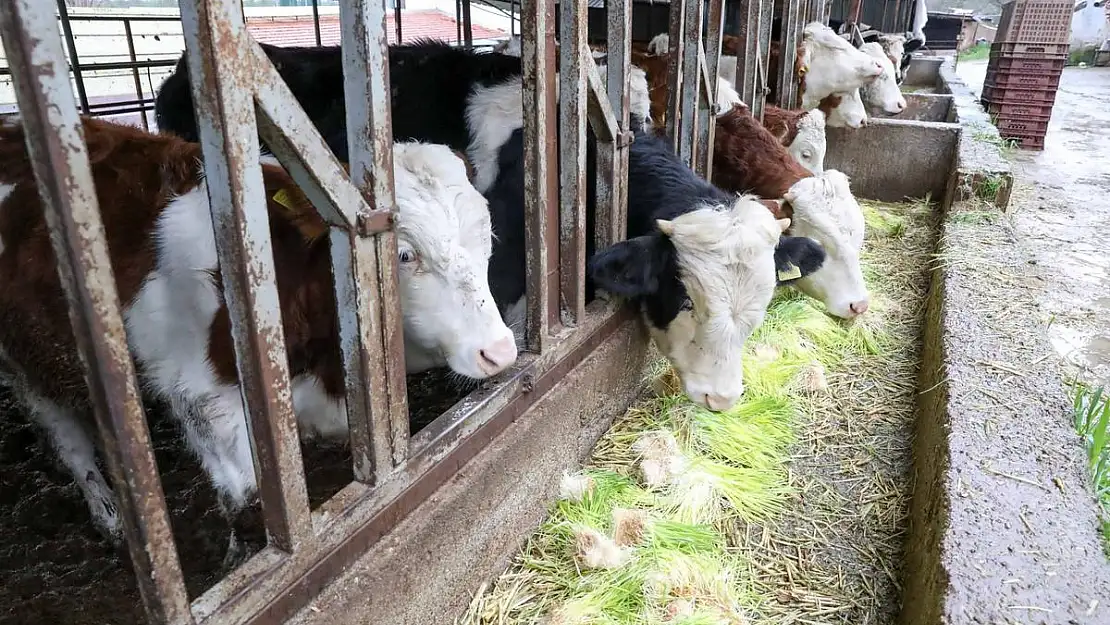 Bir buçuk yılda seksen dört bin kilo yem dağıtıldı