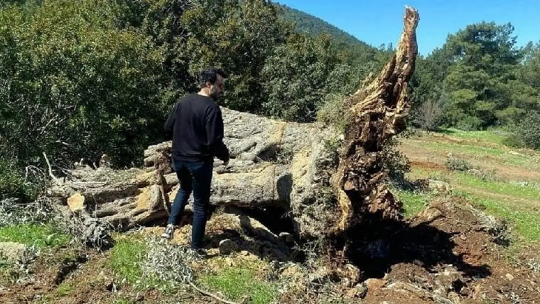 Bodrum’da 500 yıllık zeytin ağaçlarını kestiler…