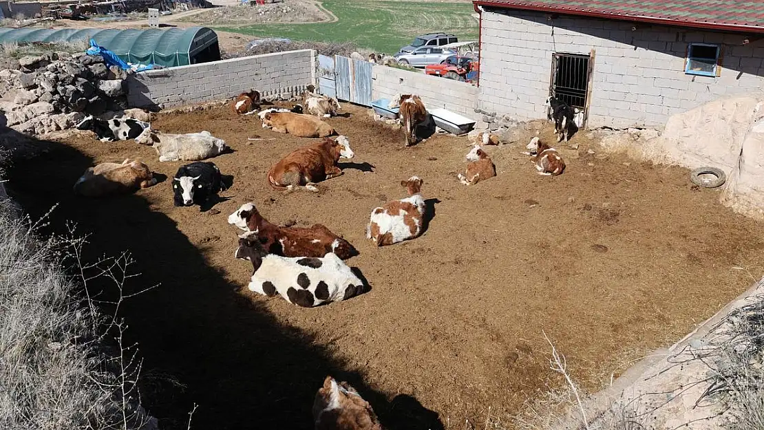 Boğa saldırısından oğlunu kurtardı ancak kendini kurtaramadı!