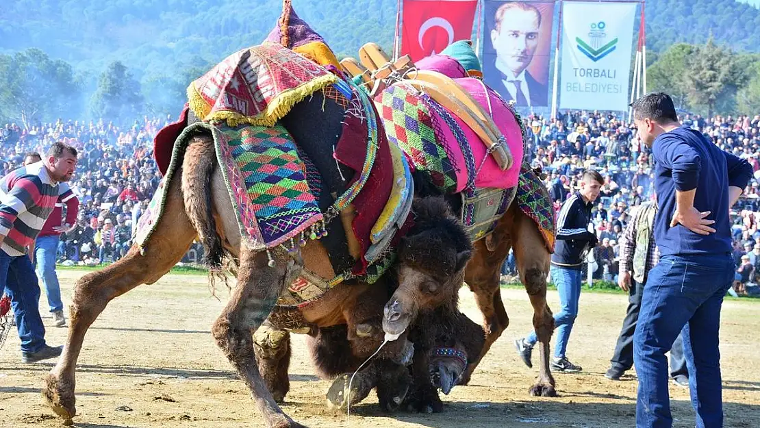 Bölgenin en büyük deve güreşi yarın Torbalı'da Torbalı'da develer kortej yürüyüşünde boy gösterdi