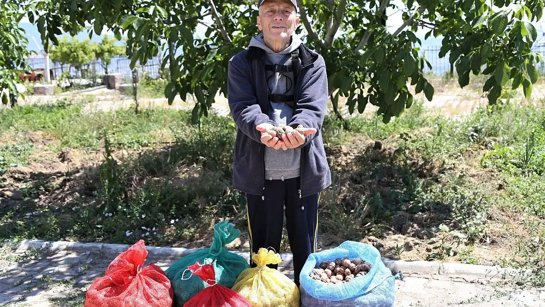 Bornova Belediyesi çiftçinin cevizini çürümekten kurtardı