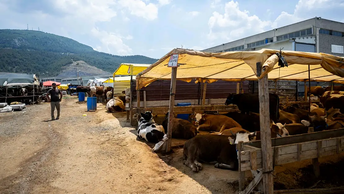 Bornova'da Kurban Pazarı göreni şaşırtıyor