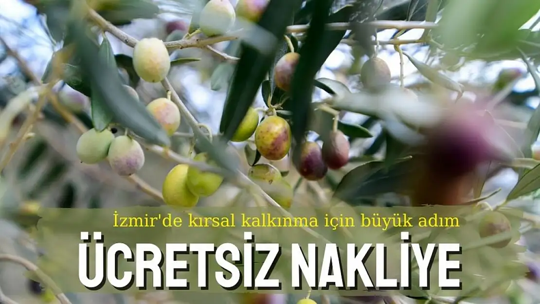 Bornova'da zeytin üreticisine ücretsiz nakliye müjdesi!