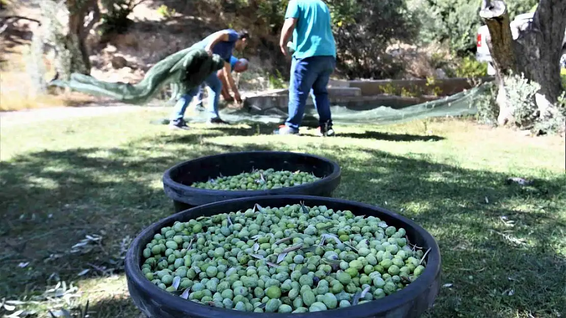 Bornovalılar için zeytincilik eğitimi   