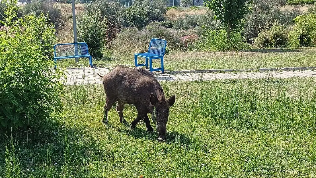 Bornova’ya domuzlar indi