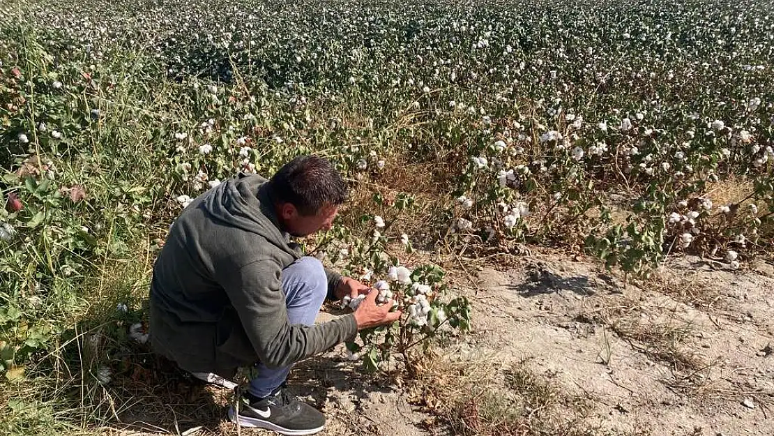 Borsada beyaz altın tarlada beyaz hüsran