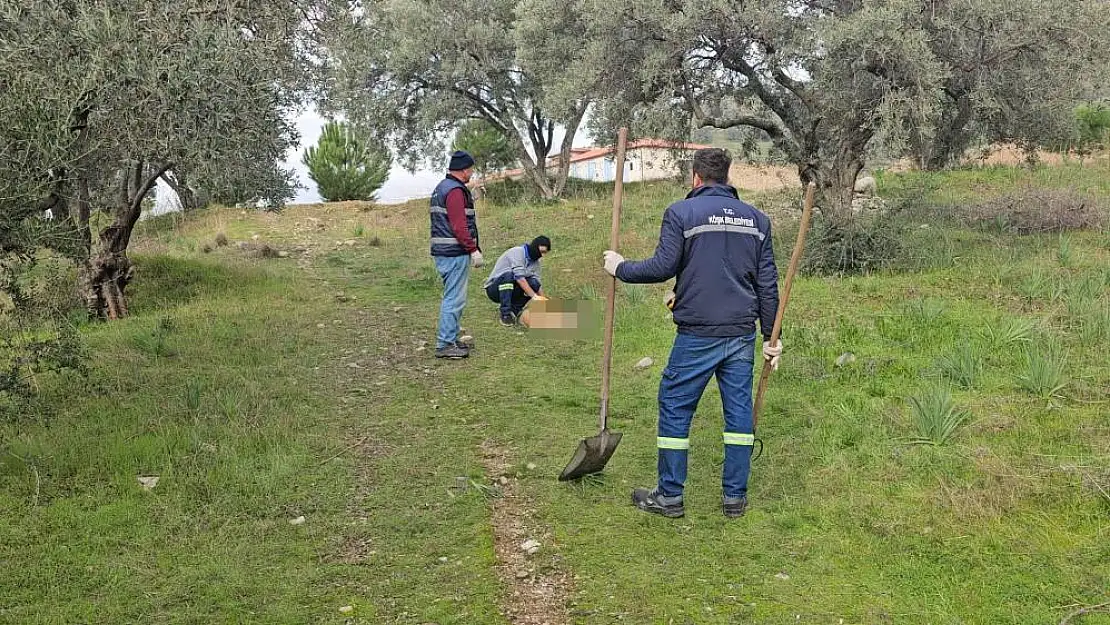 Böyle vahşet görülmedi! Sokak hayvanlarını zehirlediler