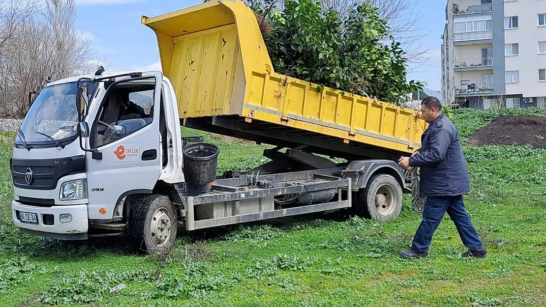 Budanan ağaç dalları dezenfektan olacak