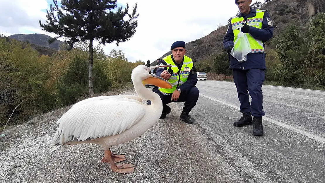 Buldukları pelikanı hamsiyle beslediler