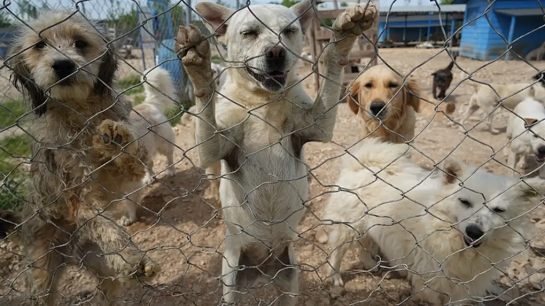 Bursa'da terk edilen cins köpekler yuva arıyor!